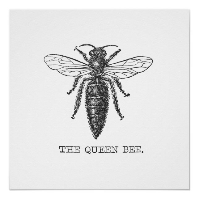 Queen Bee Bug Insect Antike Illustration Poster (Vorderseite)