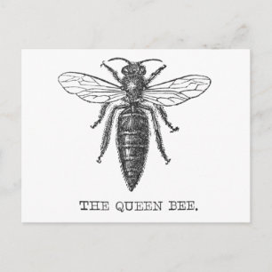 Queen Bee Bug Insect Antike Illustration Postkarte