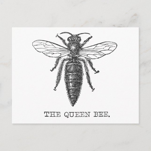 Queen Bee Bug Insect Antike Illustration Postkarte (Vorderseite)