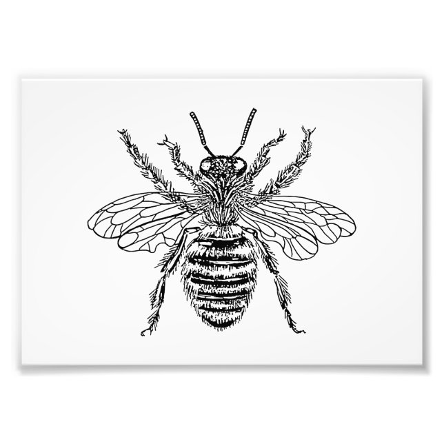 Queen Bee Fotodruck (Vorne)