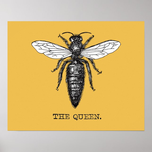 Queen Bee Illustration Bug Insect Poster (Vorne)