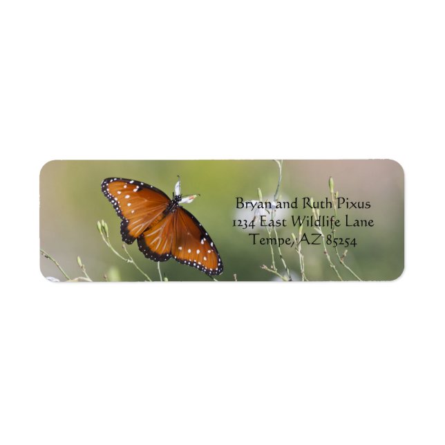 Queen Butterfly im Morgenlicht (Vorne)