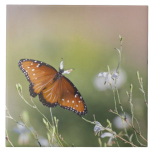 Queen Butterfly im Morgenlicht Fliese