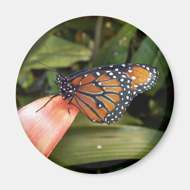 Queen Butterfly Magnet (Vorne)