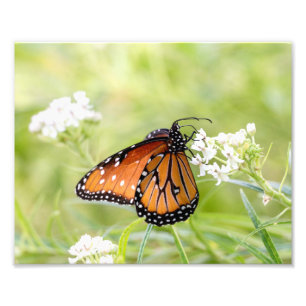 Queen Butterfly Sunning on Milkweed Fotodruck