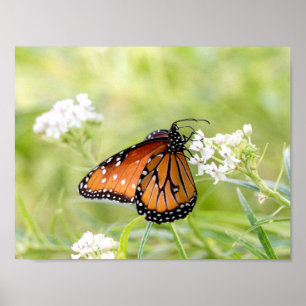 Queen Butterfly Sunning on Milkweed Poster