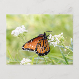 Queen Butterfly Sunning on Milkweed Postkarte