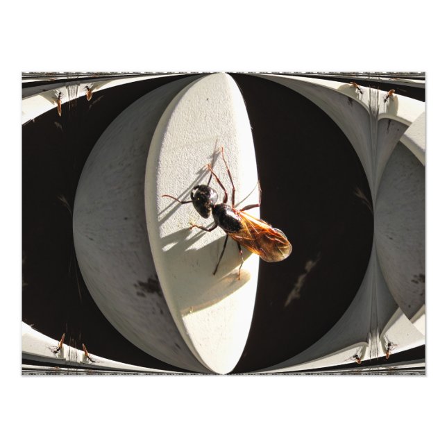 Queen Carpenter Ant ~ Foto (Vorne)