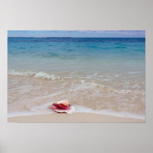 Queen Conch am Strand, Bahamas Poster