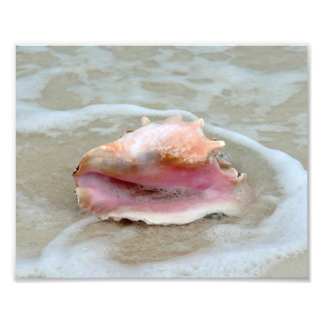 Queen Conch am Strand Fotodruck (Vorne)