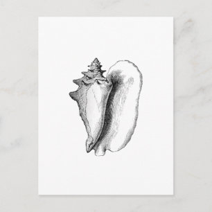Queen Conch (Line Art) Postkarte