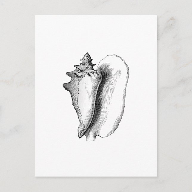 Queen Conch (Line Art) Postkarte (Vorderseite)
