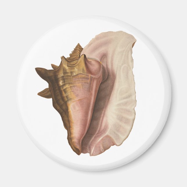 Queen Conch Muschel Seashell, Vintag maritimes Leb Magnet (Vorne)