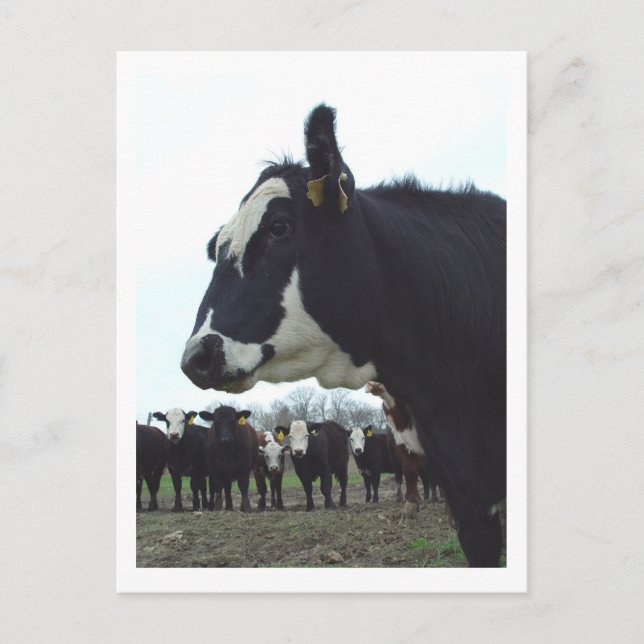 Queen Cow Postcard Postkarte (Vorderseite)