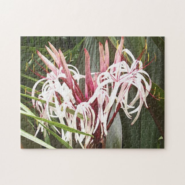 Queen Emma Crinum Lilies (Horizontal)