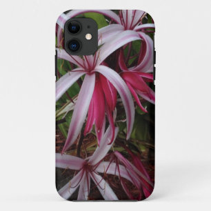 Queen Emmas Purpur Crinum-Lilie title_seo2