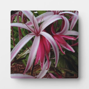 Queen Emmas Purpur Crinum-Lilie Fotoplatte