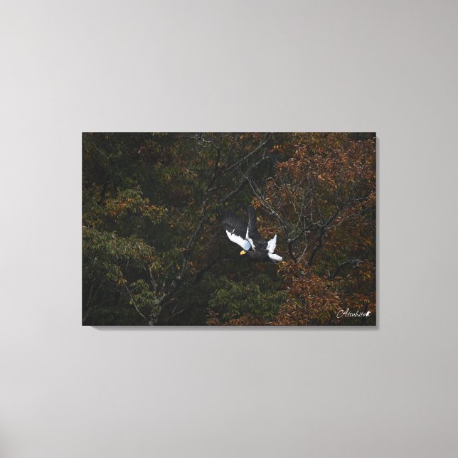 Queen of the Forest - Steller's sea eagle Leinwanddruck (Vorderseite)