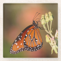 Queen-Schmetterling auf einem Ast