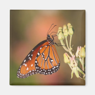 Queen-Schmetterling auf einem Ast Magnet