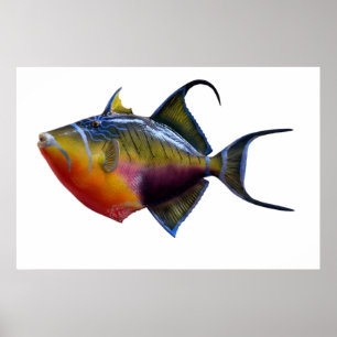 Queen Trigger Fish Poster