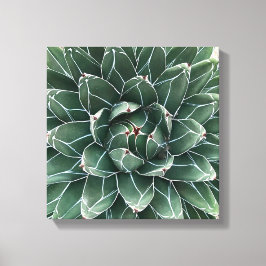 Queen Victoria agave Leinwand