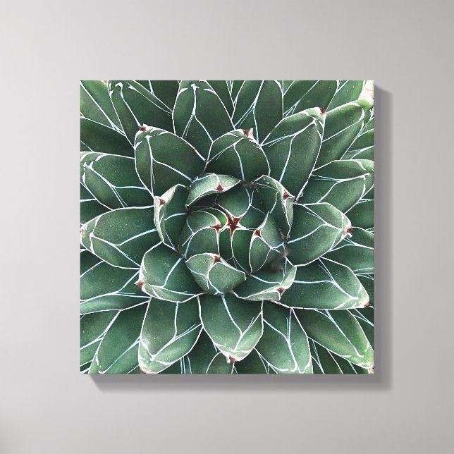 Queen Victoria agave Leinwand (Vorderseite)