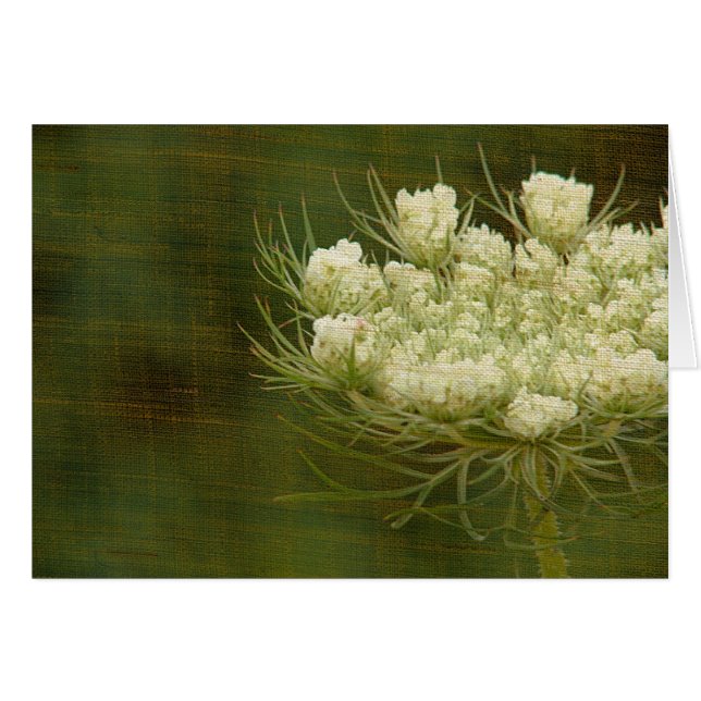Queen's Anne Lace (Vorderseite (Horizontal))