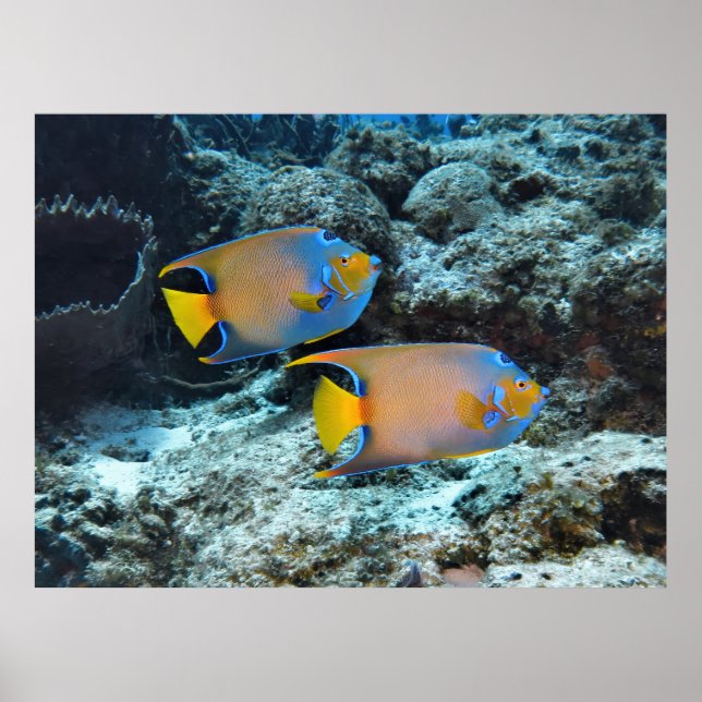 Queens Poster (Vorne)