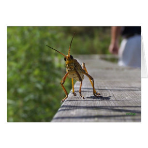 Quel est Hoppin ? (avec le texte)