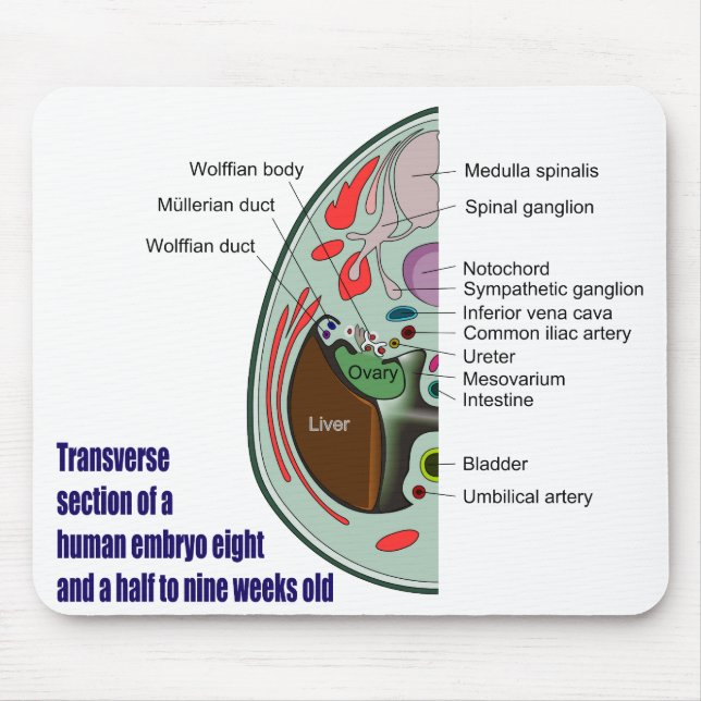 Querabschnitt des menschlichen Embryos 9 Wochen Mousepad (Vorne)