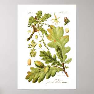 Quercus pedunculata (englische Eiche) Poster