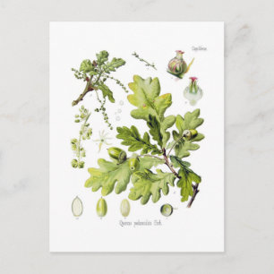 Quercus pedunculata : syn.Q-Raub. (Englische Eiche Postkarte