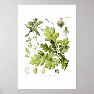 Quercus pedunculata : syn.Q robur. (Englische Eich Poster