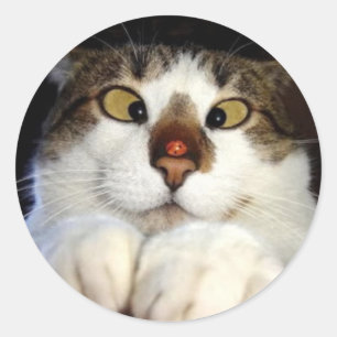 Quere mit Augen Katze und Marienkäfer Runder Aufkleber