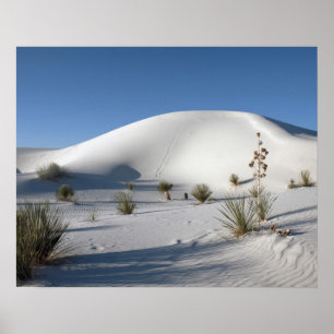 Querliegende Dünen und Seifenbaum-Yucca Poster