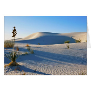 Querliegende Dünen, Yucca, Frühes Morgenlicht