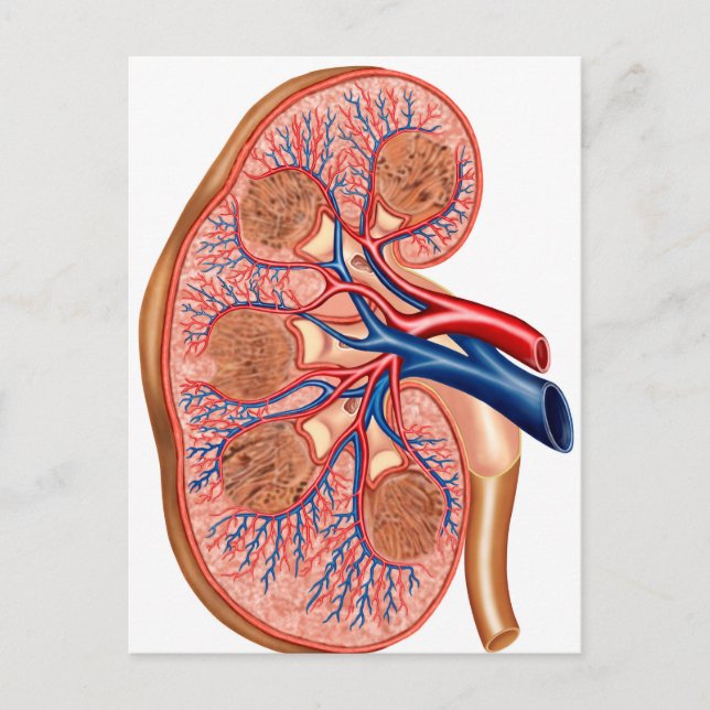 Querschnitt der inneren Anatomie einer Niere Postkarte (Vorderseite)