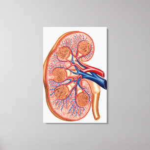 Querschnitt der internen Anatomie einer Niere Leinwanddruck