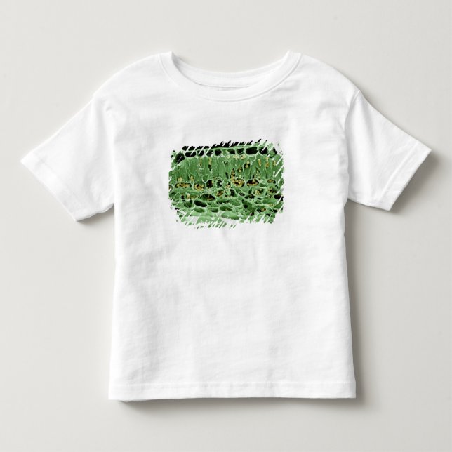 Querschnitt des Blattes Kleinkind T-shirt (Vorderseite)