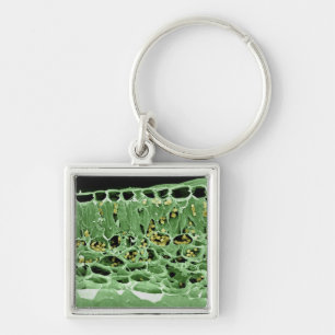 Querschnitt des Blattes Schlüsselanhänger