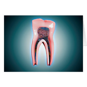 Querschnitt eines menschlichen Zahnes