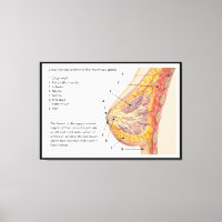 Querschnittsdiagramm des menschlichen Brustkorbs