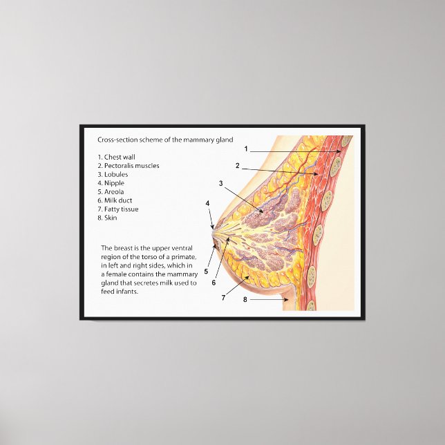 Querschnittsdiagramm des menschlichen Brustkorbs Leinwanddruck (Vorderseite)