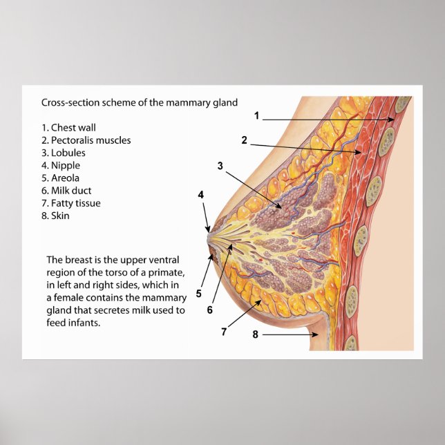 Querschnittsdiagramm des menschlichen Brustkorbs Poster (Vorne)