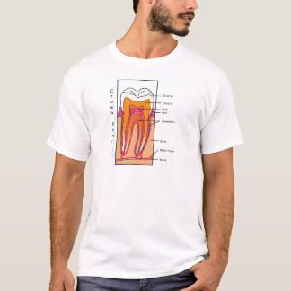 Querschnittsdiagramm eines menschlichen Zahnes T-Shirt