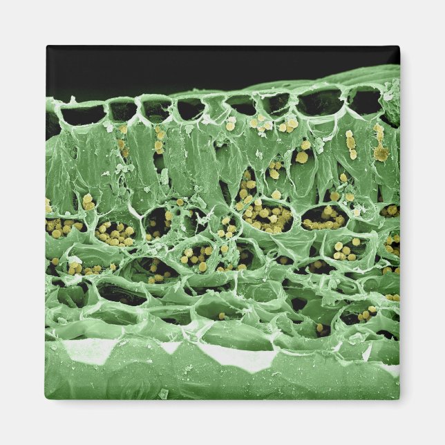 Querschnittsteil von Leaf Magnet (Vorne)