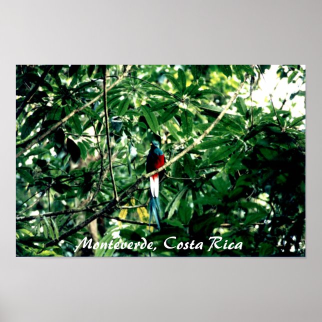 Quetzal, Monteverde, Costa Rica Poster (Vorne)