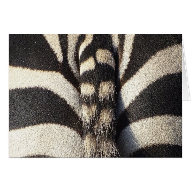 Queue de Zebra (Devant horizontal)