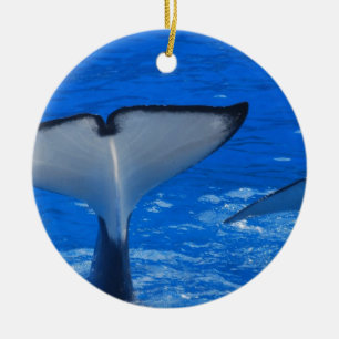 Queue d'un ornement de baleine